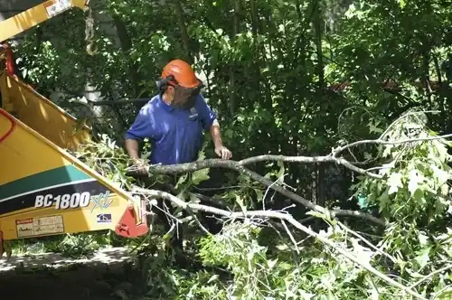 tree services Hopatcong